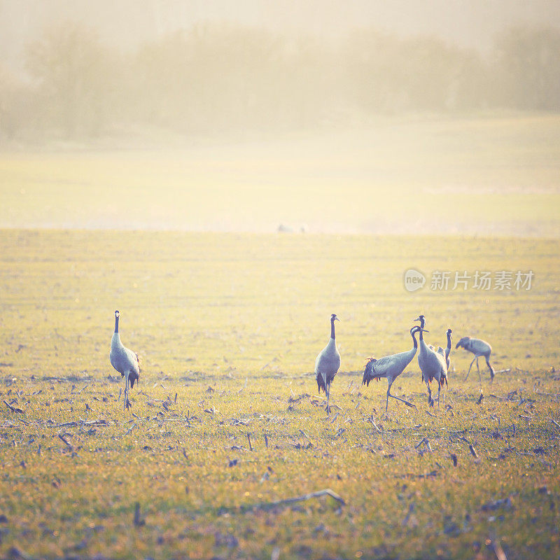 普通鹤[Grus Grus]